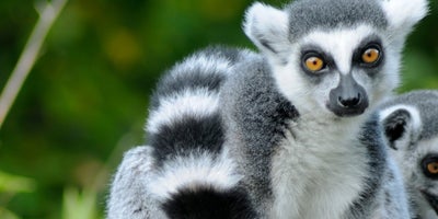 Exotic Pets That Are Legal to Own in California